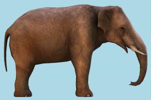 Elephant elephant, animal, animals, wild, nature, mammal, ruminant, zoology, africa, forest, jungle, ivory, safari, herbivore, creature, lowpoly