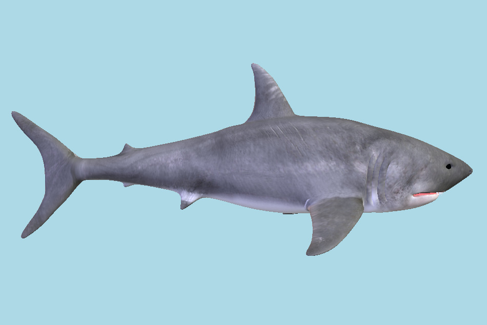 Shark 3d model