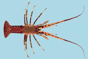 Lobster lobster, crab, crayfish, fish, sea-creature, fishing, sea, nature, ocean