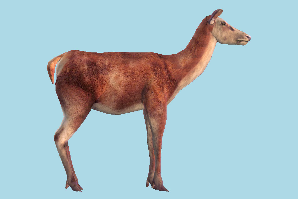 Deer Female 3d model