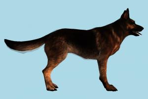 Dog dog, fox, wolf, animal, animals, wild, nature