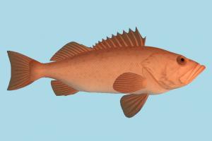 Fish fish, sea-creature, fishing, sea
