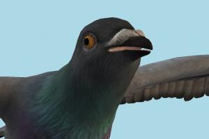Pigeon Pigeon-4