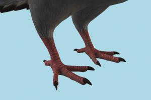 Pigeon Pigeon-5
