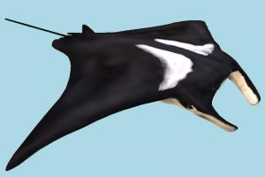 Manta Ray manta, mantaray, stingray, ray, guitarfish, sea-creature, fish, fishing, sea, ocean, animals, underwater