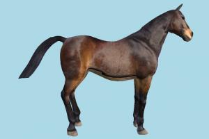 Horse horse, animal, animals, wild, nature, mammal, ruminant, zoology, africa, forest, jungle, predator, prey