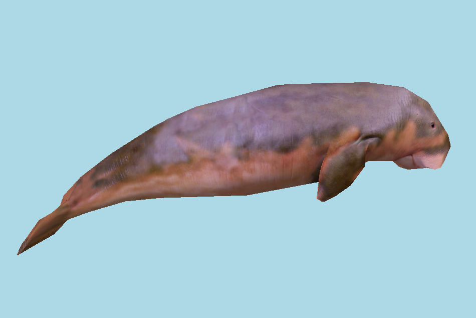 Pinniped Seal 3d model