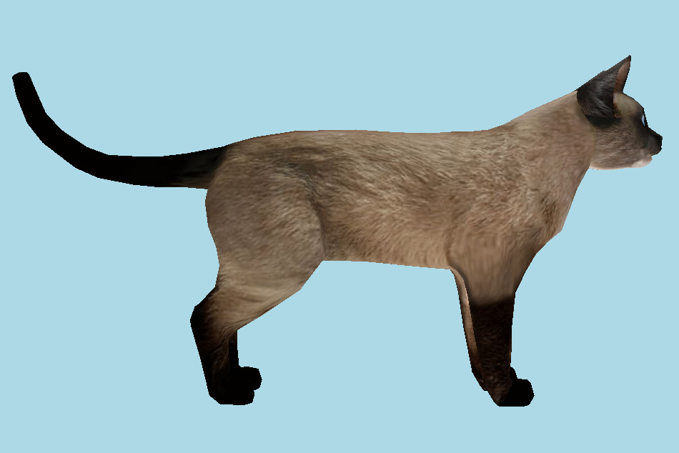 Siamese Cat 3d model
