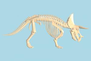 Triceratops Skeleton skeleton, medical, anatomy, dinosaur, anatomization, dissection, vivisection, autopsy, study, bones, skull