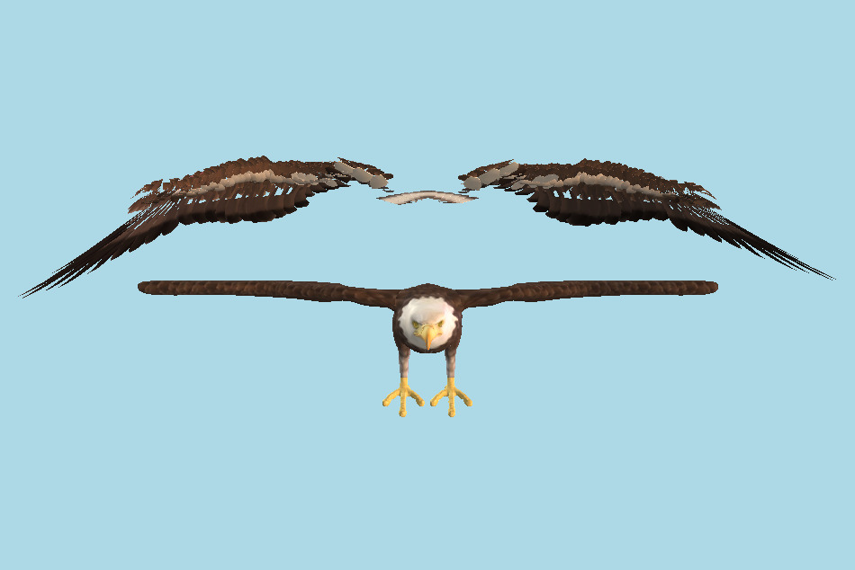 Bald Eagle Fyling 3d model