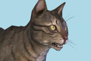 Cat Cat-3