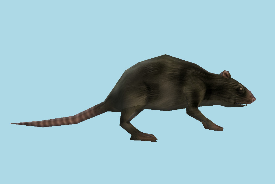 Rat 3d model