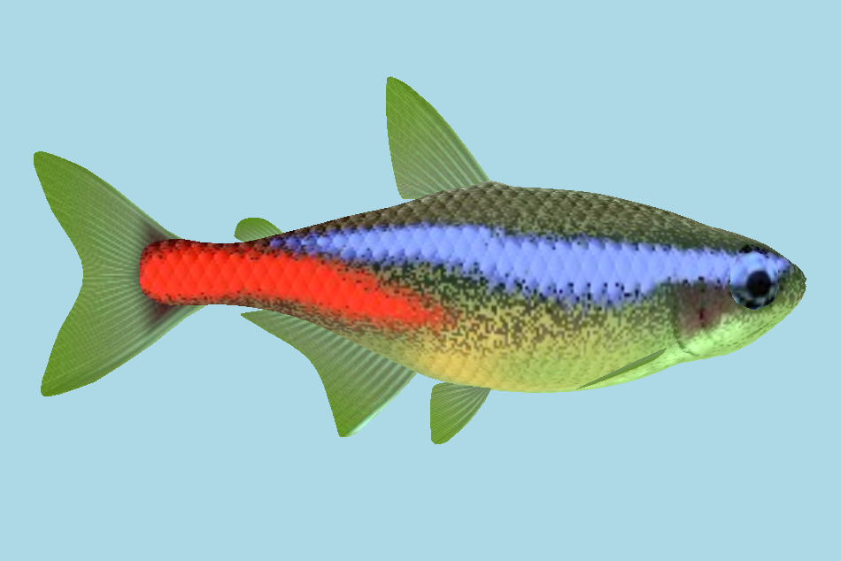 Neon Tetra Aquarium Fish 3d model