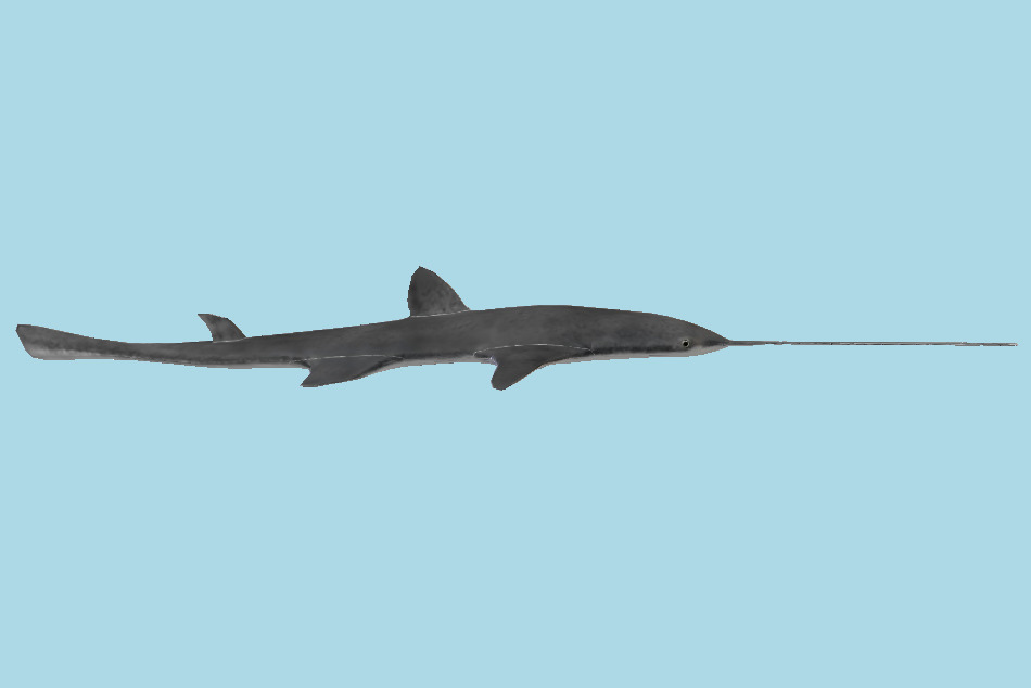 Sawshark 3d model