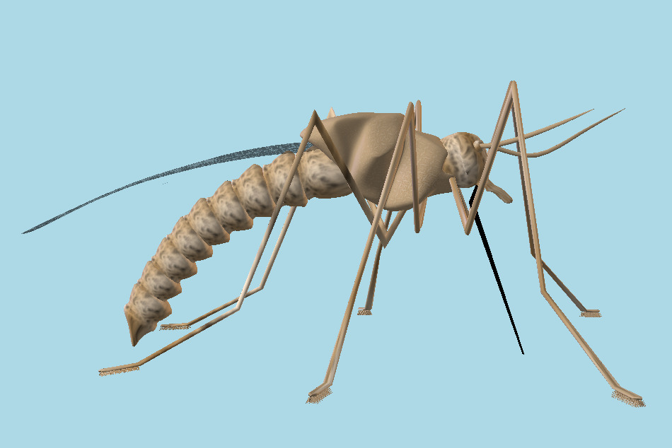 Mosquito 3d model