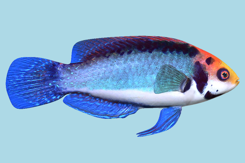 Fish 3d model