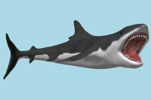 Shark shark, fish, sea-creature, fishing, sea, ocean