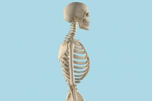Skeleton Skeleton-3