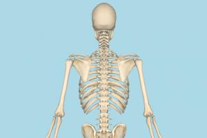 Skeleton Skeleton-4