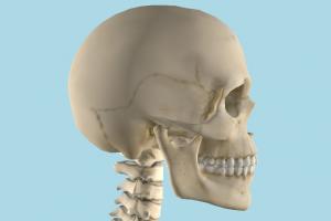 Skeleton Skeleton-7