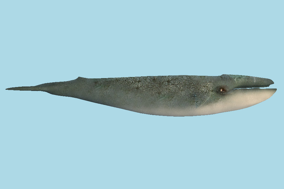 Big Whale 3d model
