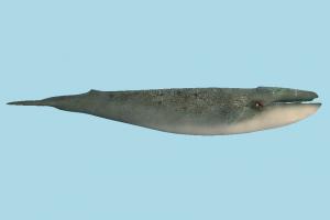 Whale whale, shark, dolphin, fish, sea-creature, fishing, sea