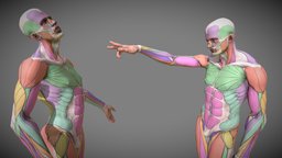 Anatomy study body, anatomy, muscle, muscles, study, reference, anatomy4sculptors, anatomy-reference, anatomy-human, anatomy-body, human