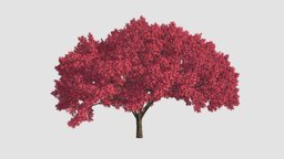 Cherry tree Plant trees, tree, plant, plants, garden, 12, cherry, models, am58, 3d