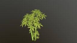 Midpoly handpainted bamboo grove cartoon style tree, green, plant, forest, asia, china, asian, sprout, bamboo, vegetation, midpoly, props, chinese, grove, handpainted, cartoon, asset, stylized, environment