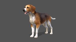 Dog dog, pet, hunter, beagle, beagle-dog, animal, noai