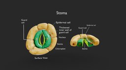 Plant Stomata Structure plant, cross, anatomy, biology, micro, section, cell, guard, leaf, inner, histology, microscopic, photosynthesis, epidermis, nucleus, microbiology, chloroplast, structure, cuticle, transpiration, epidermal, stomata, stoma, noai, planttissues, plantcells, plantbiology, plantphysiology, cellanatomy, thickened, stomatastructure, stomataanatomy, leafanatomy, guardcells, porestructure, cellmembrane, gachange, poreformation, leafbiology, "stomatalcomplex", "stomatapores", "stomatamorphology"
