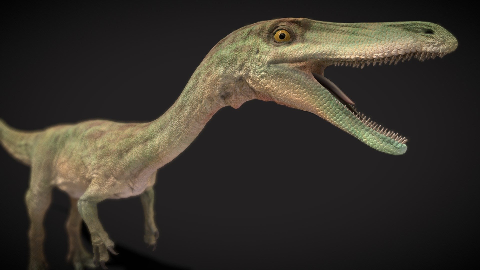 Coelophysis, a nimble and early theropod dinosaur from the Late Triassic, takes us on a journey to the dawn of the age of dinosaurs. Hailing from what is now North America, this agile predator played a pivotal role in shaping the diverse ecosystems of its time.

With its slender frame and swift movements, Coelophysis was an adept hunter, preying on small vertebrates and insects. Fossil discoveries, including mass burial sites, provide a glimpse into its social behavior, suggesting that Coelophysis may have lived and hunted in groups.

Step into the ancient Triassic landscapes with Coelophysis, a pioneer of the dinosaur lineage. Explore the mysteries of early dinosaur life with - Ceoloyphysis - Buy Royalty Free 3D model by robertfabiani 3d model