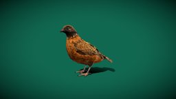 Masked BobWhite Quail Bird (Endangered) cute, bird, birds, pet, animals, nature, virginianus, wildlife, animations, quail, oklahoma, endangered-species, lowpoly, gameasset, creature, gameready, nyilonelycompany, noai, masked_bobwhite_quail, ridgwayi, colinus, federally_endangered, marked_quail, bobwhite-quails
