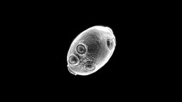 Yeast Fungi anatomy, fungus, baking, biology, micro, wine, cell, growth, single, beer, bread, science, health, warm, fungi, infection, brewing, dough, brew, microscopic, mycology, moist, microbe, fermenting, microorganism, microbiology, ferment, fungal, yeast, human, thrush, noai, microbiome, infections, microbiota, candida, yeastinfection, yeastcell, yeastlife, "yeasteats", "yeasting", "yeastform"