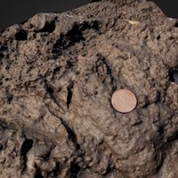 Bird Track soft mud bird, track, mud, footprint, ichnology, photogrammetry