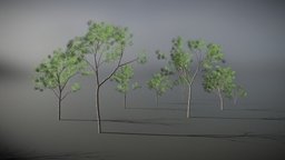 Poplar Tree Pack (9 variations) trees, tree, plants, midpoly, nature, cottonwood, poplar, environment, poplar-tree