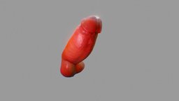  anatomy , genital, anatomy-human, genitals-