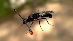 Teleopsis dalmanni -The hammerhead fly insect, fly