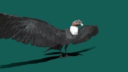 Andean condor bird, animals, vulture, chile, mountains, condor, andes, andean, fly, creature, nyi, nyilonelycompany