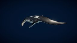 Manta Ray ray, vr, manta, mantaray, manta-ray, substance-painter
