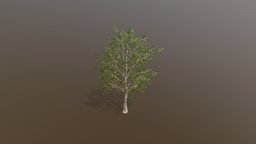 Beech tree tree, beech, free, treeit