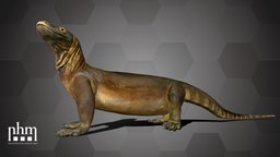 Komodo Dragon (NHMW-Zoo1-HS 23783) 3dscanning, artec, museum, reptile, reptiles, zoology, wien, komodowaran, waran, 3dscan, artecleo, nhmvienna, nhmw, naturhistorisches, nhmtop100, nhmwien, komododragon, zoologicalcollection, zoo1
