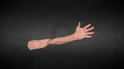 Arm anatomy Reference sculpt, anatomy, arm, sketch, mano, reference, brazo, anatomy-human, reference_model, texture, human, male, hand