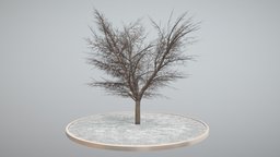 Kastanie 21 Meter tree, grass, winter, baum, game-ready, blender-3d, chestnut, kastanie, vis-all-3d, sommer, baum-module-4, leaf-tree, 3dhaupt, low-poly, lowpoly, noai, rosskastanie, european-horse-chestnut