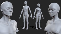 Thin Male & Female BaseMesh anatomy, people, basemesh, women, woman, men, character, game, lowpoly, man, female, human, male