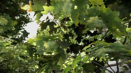 Platane tree, forest, trunk, forestry, battlefront, justiceleague