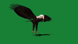 Bald Eagle Bird bird, eagle, pet, animals, nature, wildlife, animations, united-states, bald-eagle, north-america, leucocephalus, haliaeetus, white-headed, game, gameasset, creature, nyi, sea-eagle, noai, national-bird, nyilonelycommpany, anyimals, spring-animals, largest-bird