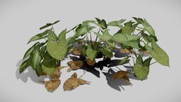 Arrowhead Plant tropical, vegetation, interior-design