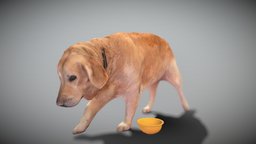 Golden retriever dog 33 cute, archviz, scanning, dog, toy, playing, pet, visualization, mammal, hunting, puppy, retriever, best, photogrametry, doggy, realistic, nature, realism, golden, scann3d, labrador, dachshund, breed, labradorretriever, photoscan, realitycapture, photogrammetry, lowpoly, animal, highpoly, deep3dstudio, noai
