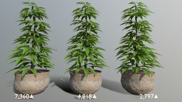 Potted Bush w/ LOD trees, tree, green, plant, modern, plants, pot, lod, b3d, prop, rustic, foliage, decor, rural, props, bush, optimized, bushes, greenery, interior-design, lods, houseplant, plant-pot, indoor-plant, pottedplant, houseplants, plants-nature-garden, plants-bush-grass, potted-plant, substancepainter, low-poly, game, blender, gameasset, interior, gameready, plants-nature, indoor-plants, opaque, "indoor-plants-big", "noai"
